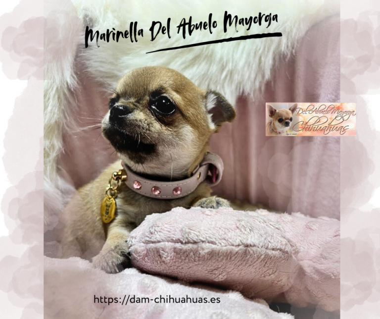 Marinella Del Abuelo Mayorga
Hembra Pelo Corto
No Disponible
